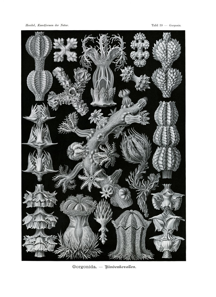 Gorgonida, 1899-1904 de German School