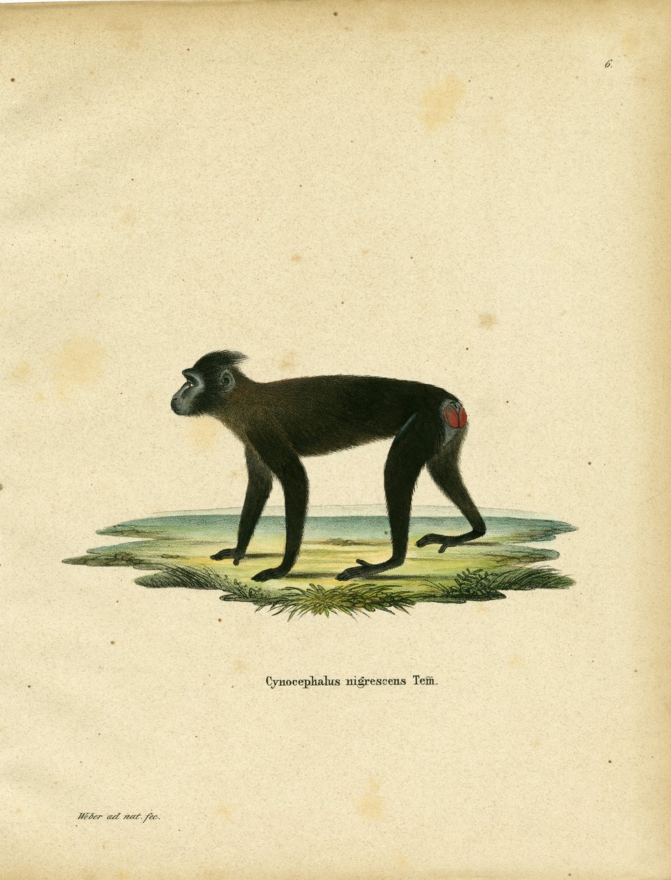 Gorontalo Macaque (gravação a cores) de German School