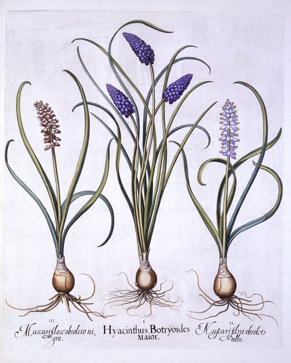 Jacintos de Uva, de Hortus Eystettensis, de Basil Besler (1561-1629), pub. 1613 (gravura colorida à mão) de German School
