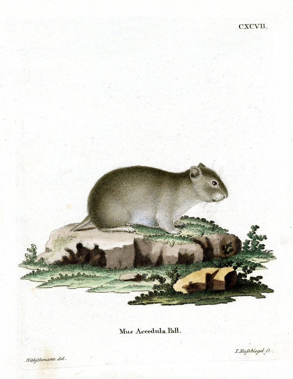 Gray Dwarf Hamster (gravura colorida) de German School