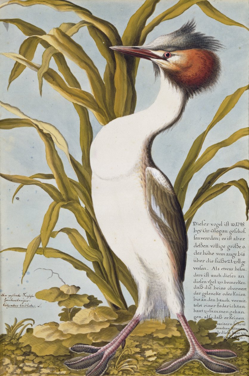 Grande Mergulhão-de-crista (Podiceps cristatus) c.1748 (wc no papel) de German School