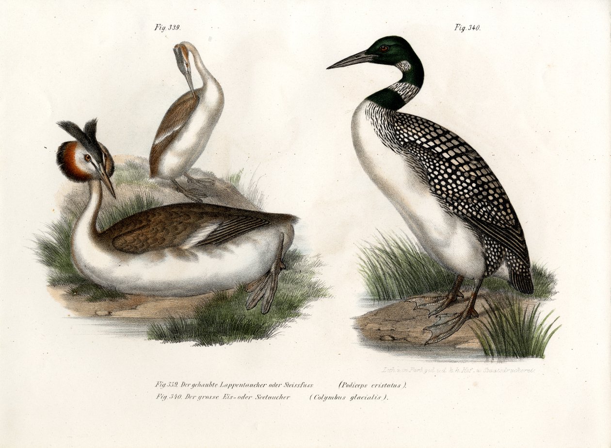 Grande Mergulhão-de-crista, 1864 de German School