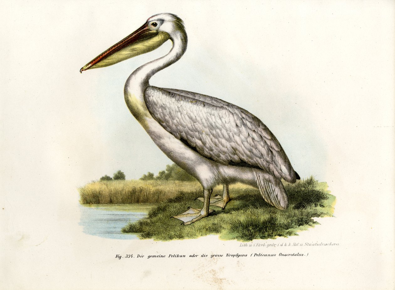 Grande Pelicano Branco, 1864 de German School