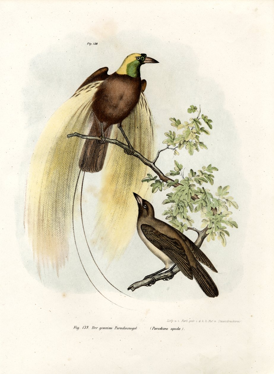 Maior ave do paraíso, 1864 de German School