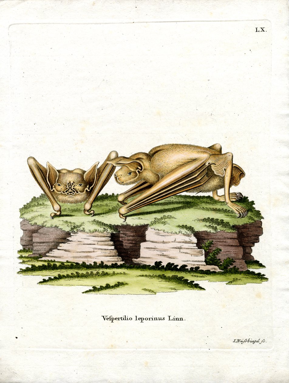 Morcego Bulldog Grande (gravura colorida) de German School