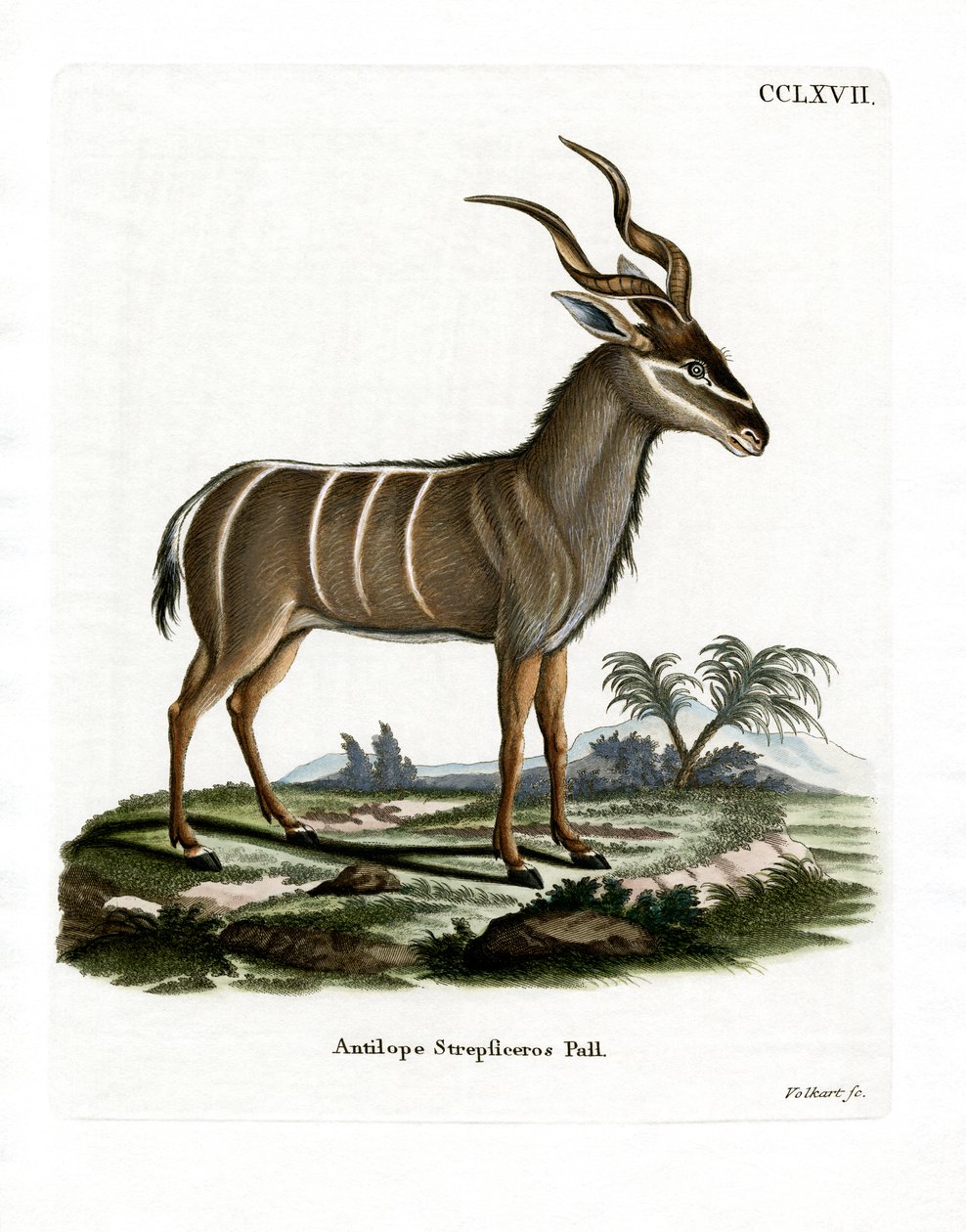 Greater Kudu (gravura colorida) de German School
