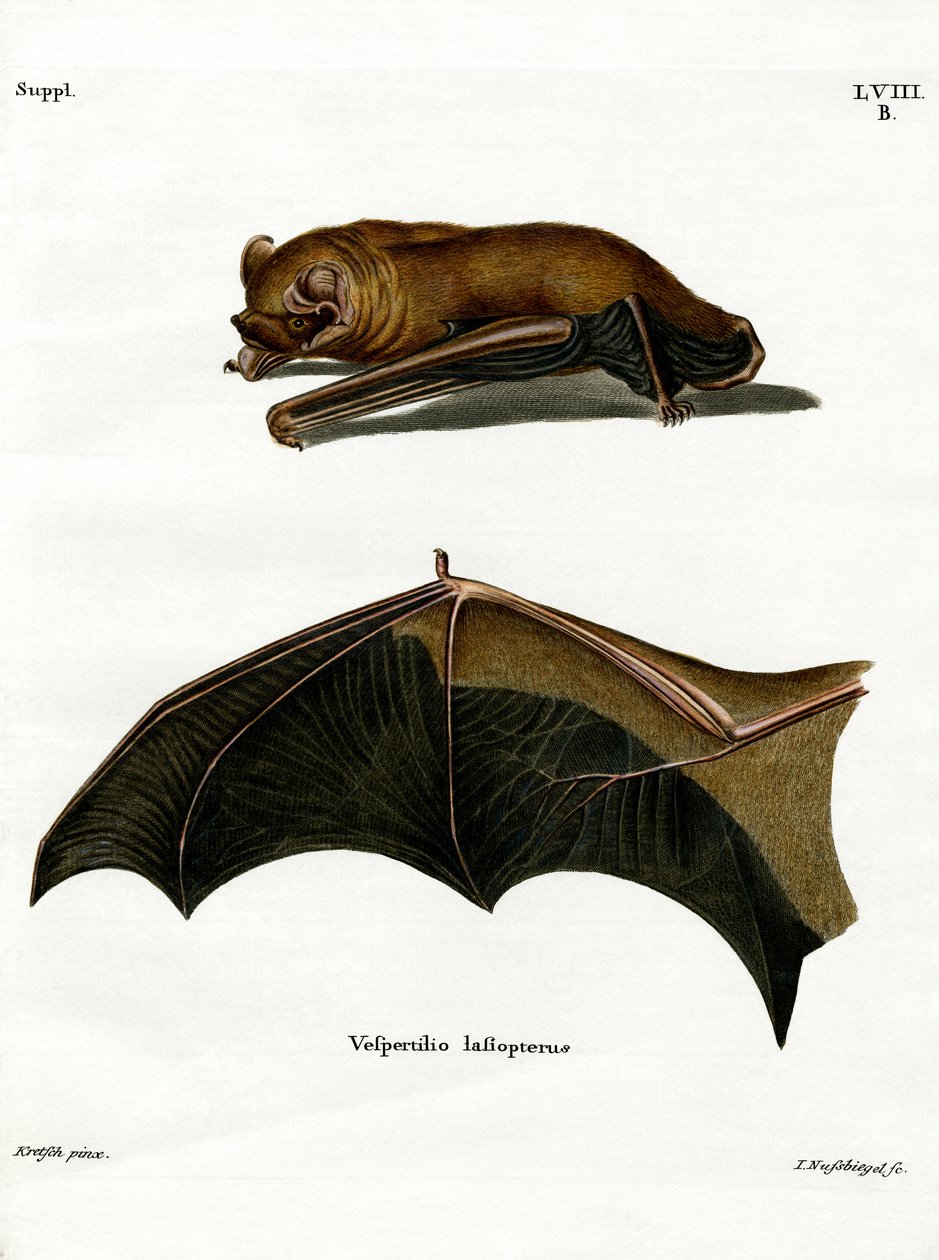 Morcego Noctule Maior (gravação a cores) de German School