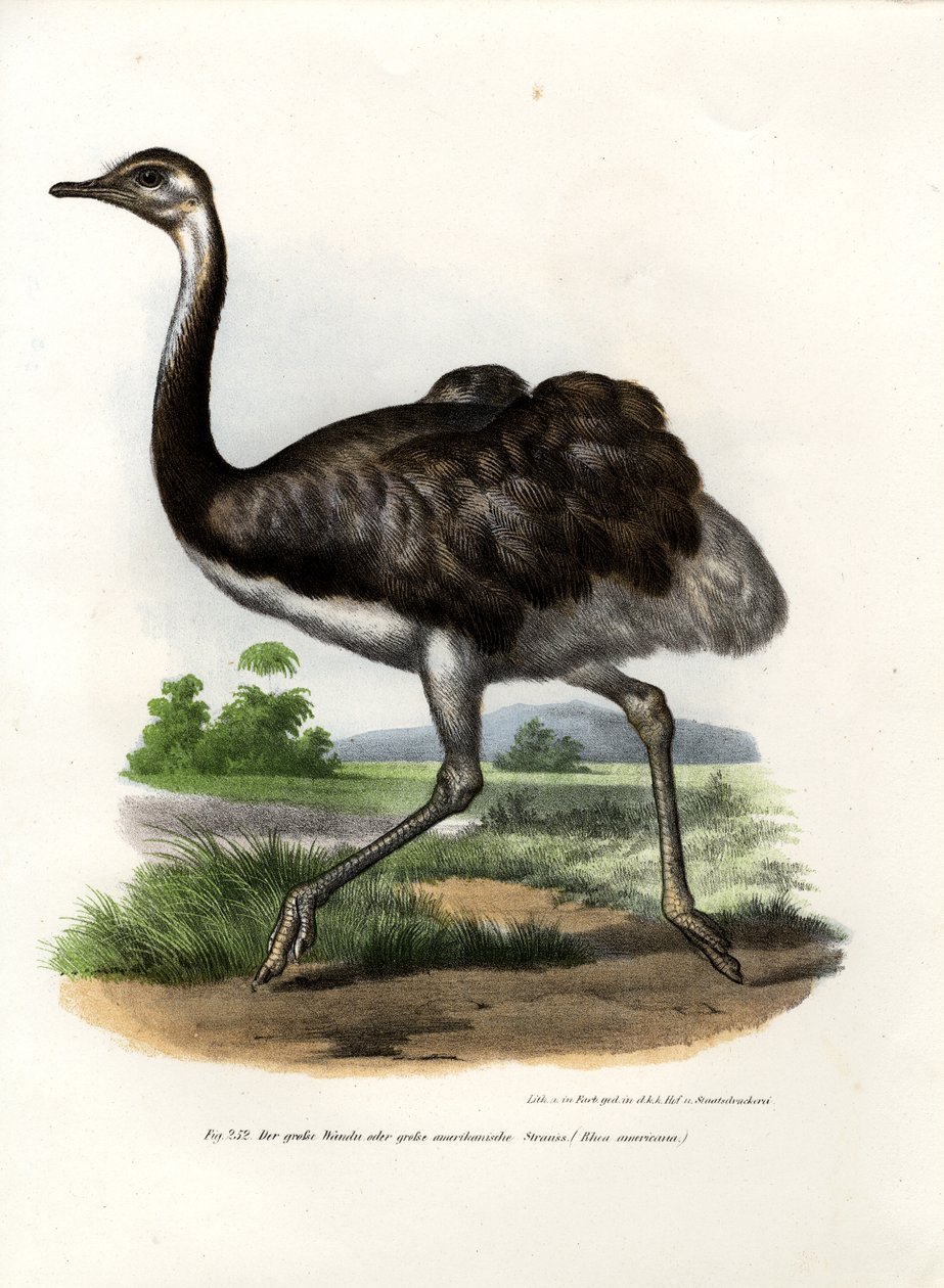 Maior Rhea, 1864 de German School
