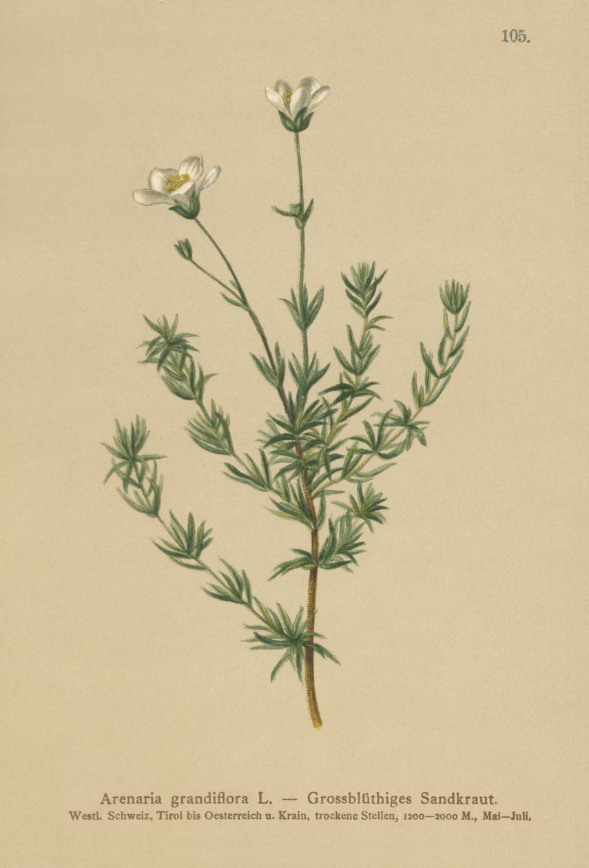 Maior Sandwort (Arenaria grandiflora) de German School