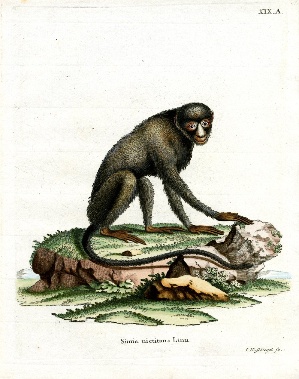 Greater Spot-nosed Monkey (gravura colorida) de German School
