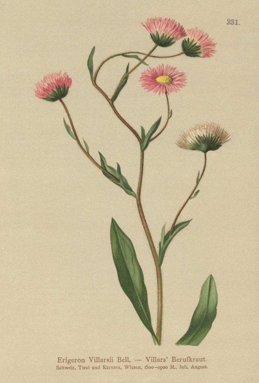 Fleabane grega (Erigeron Villarsii, Erigeron atticus) de German School