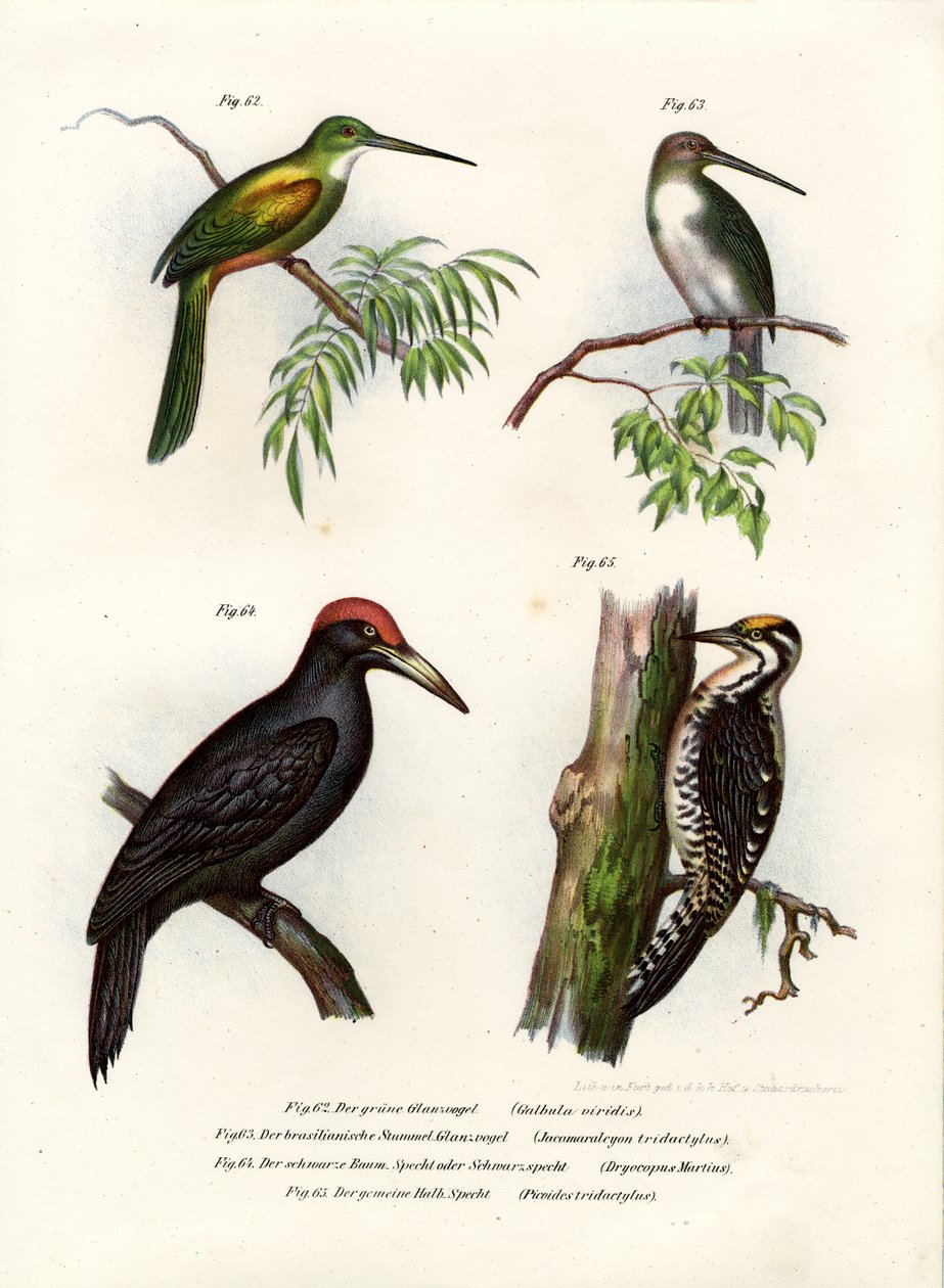 Jacamar de cauda verde, 1864 de German School