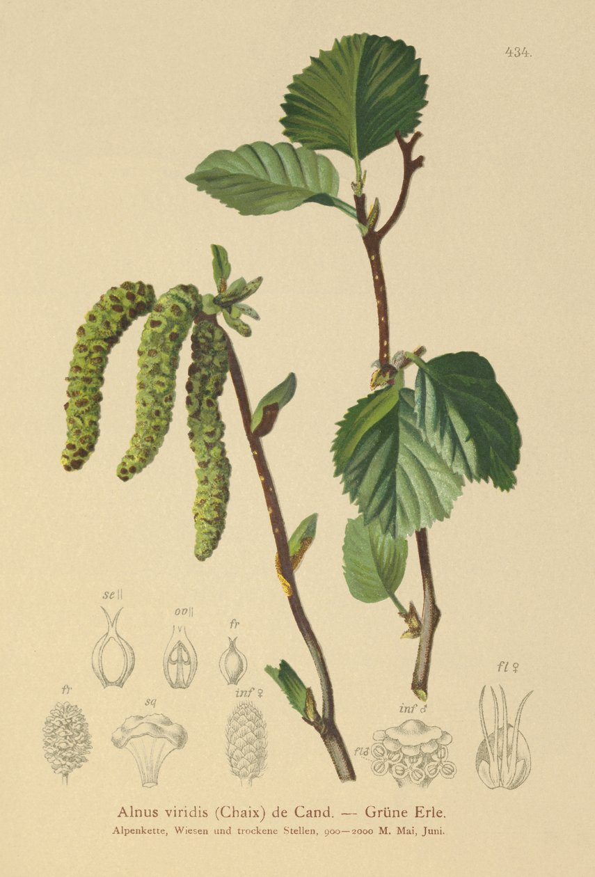 Amieiro Verde (Alnus viridis) de German School