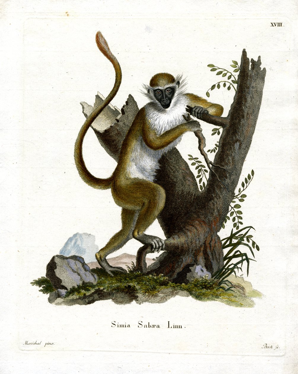 Macaco Verde (gravação a cores) de German School