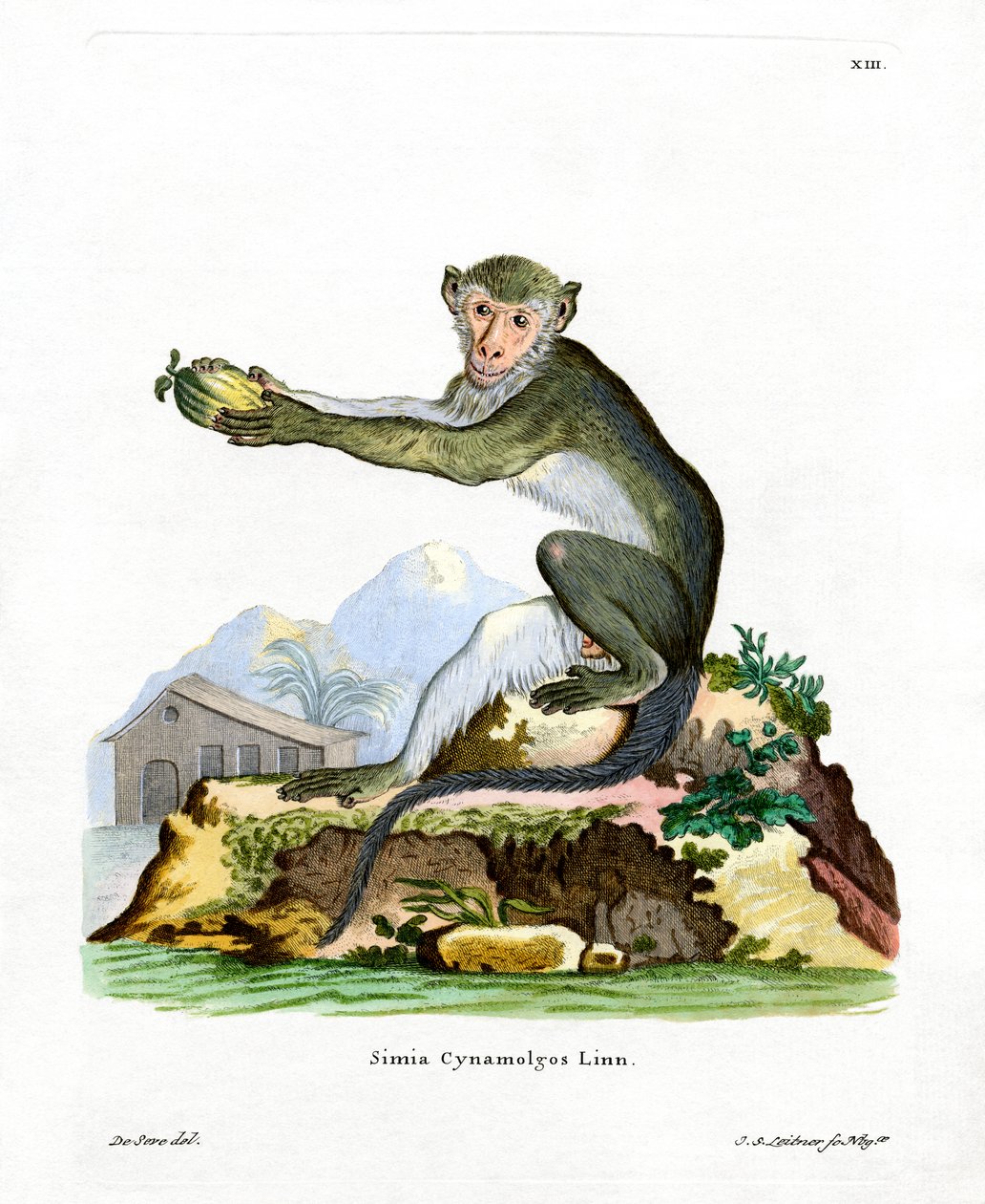 Macaco Verde (gravação a cores) de German School