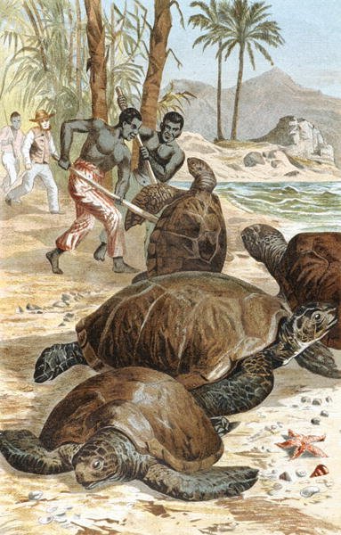 Tartaruga verde, prato de "Brehms Tierleben": Allgemeine Kunde des Tierreichs", vol.7, p.596, publicado pelo Bibliographisches Institut de German School