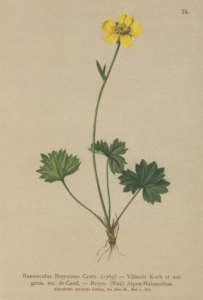 Greniers Buttercup (Ranunculus Breynius, Ranunculus Villarsii, Ranunculus grenierianus) de German School
