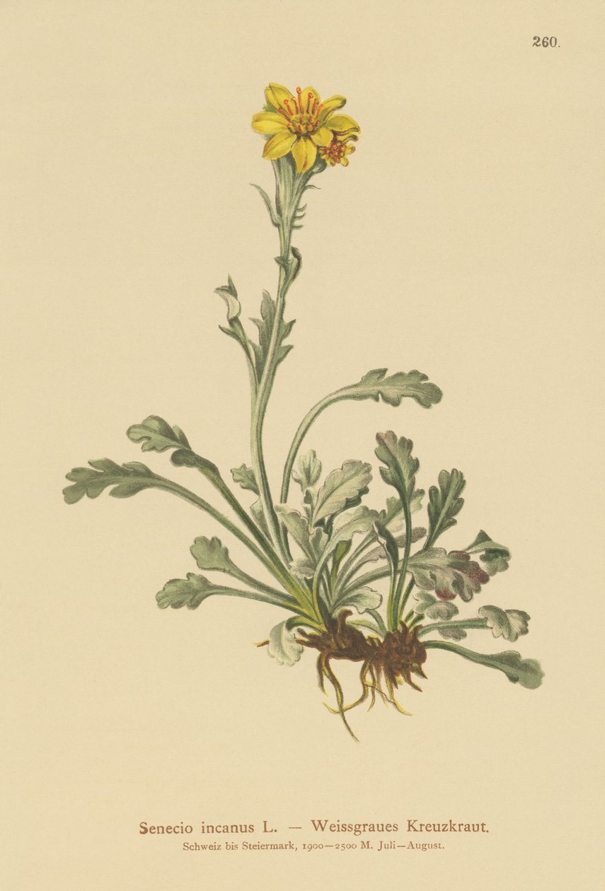 Ragwort Cinzento (Senecio incanus) de German School