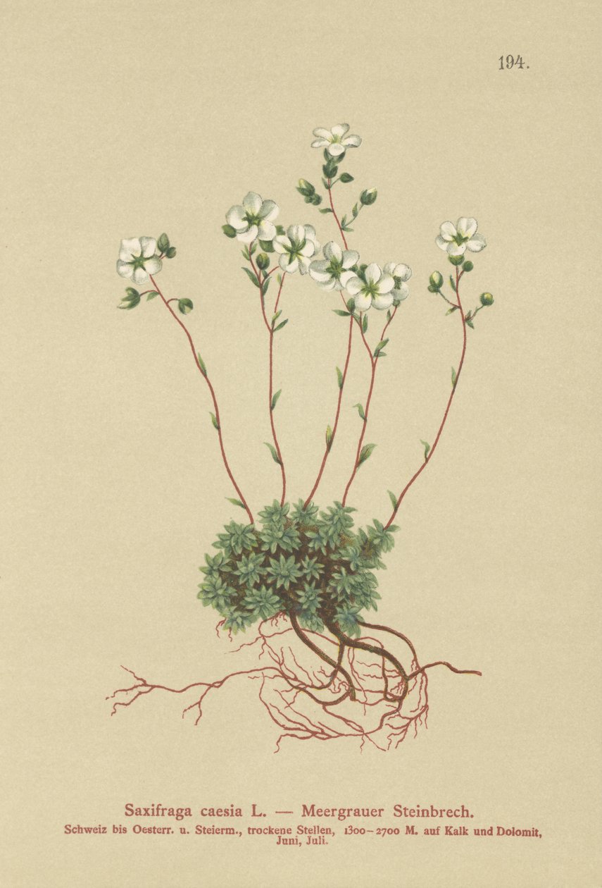 Saxifrage cinzento (Saxifraga caesia) de German School
