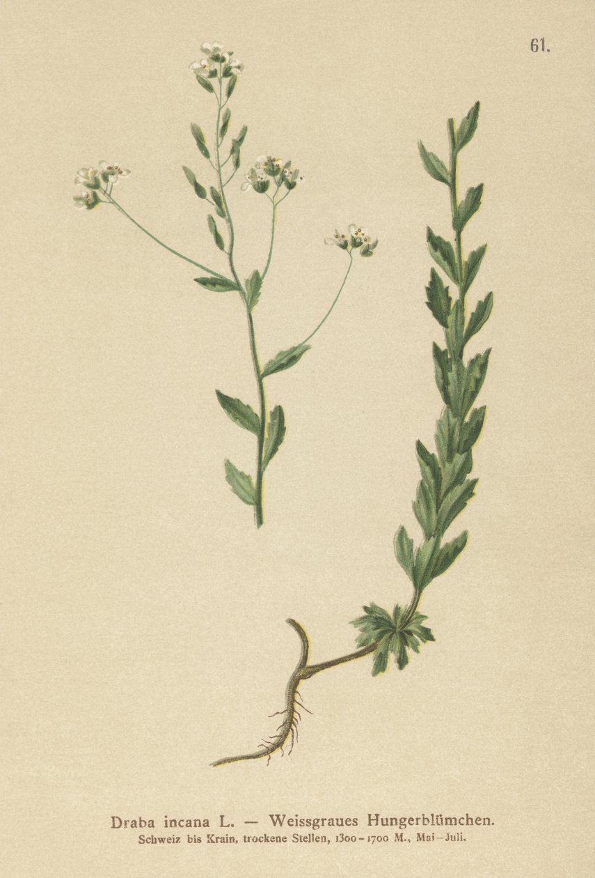 Gray Whitlow-grama (Draba incana,) de German School