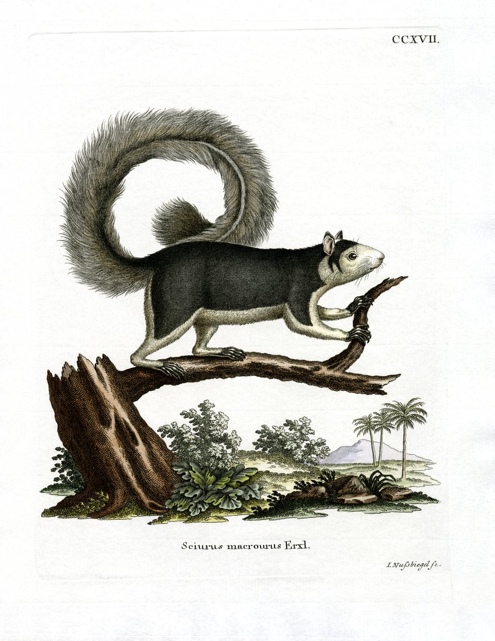 Esquilo gigante pardo (gravura colorida) de German School