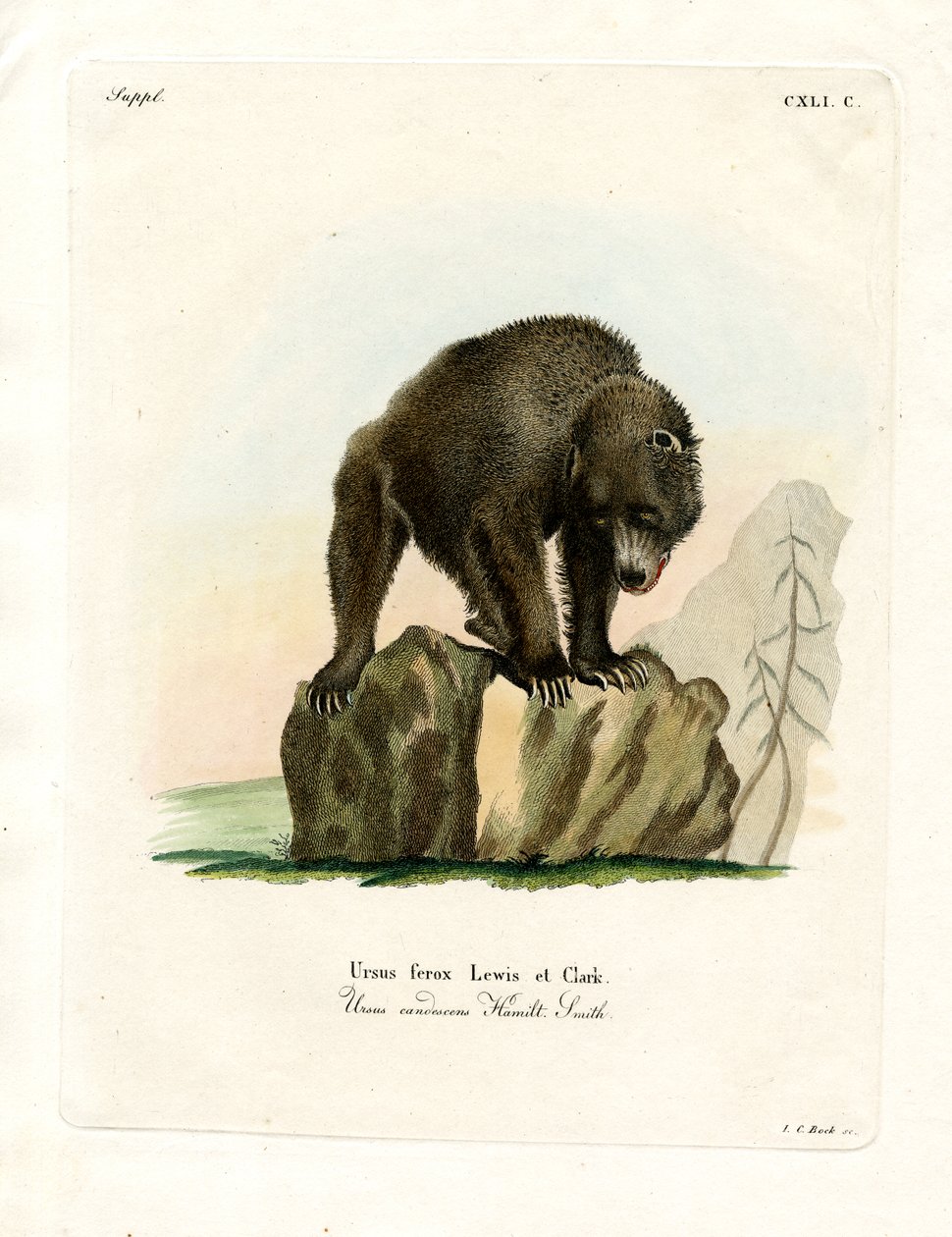 Urso pardo (gravura colorida) de German School