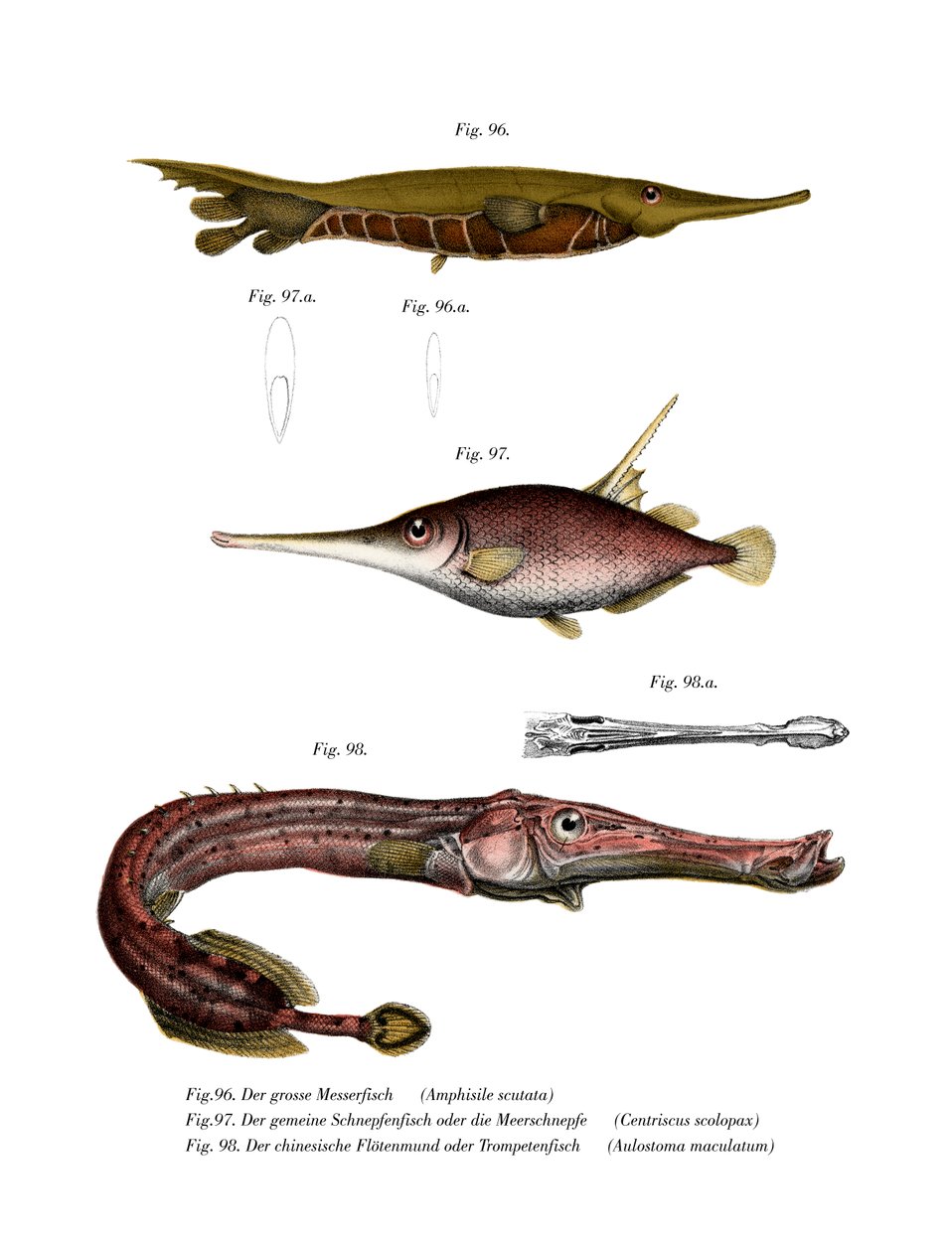 Peixe-navalha ranhurado (cor litho) de German School