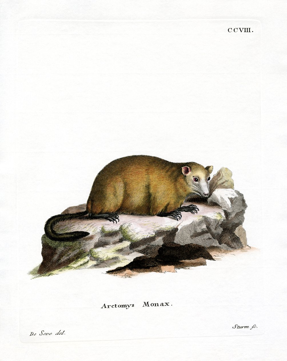 Marmota (gravação a cores) de German School