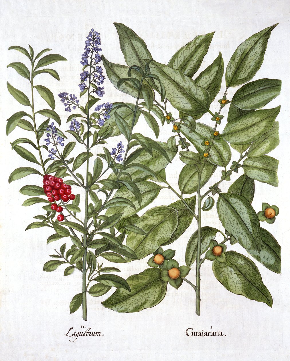 Guaiacum e chinês Privet, de Hortus Eystettensis, por Basil Besler (1561-1629), pub. 1613 (gravura colorida à mão) de German School