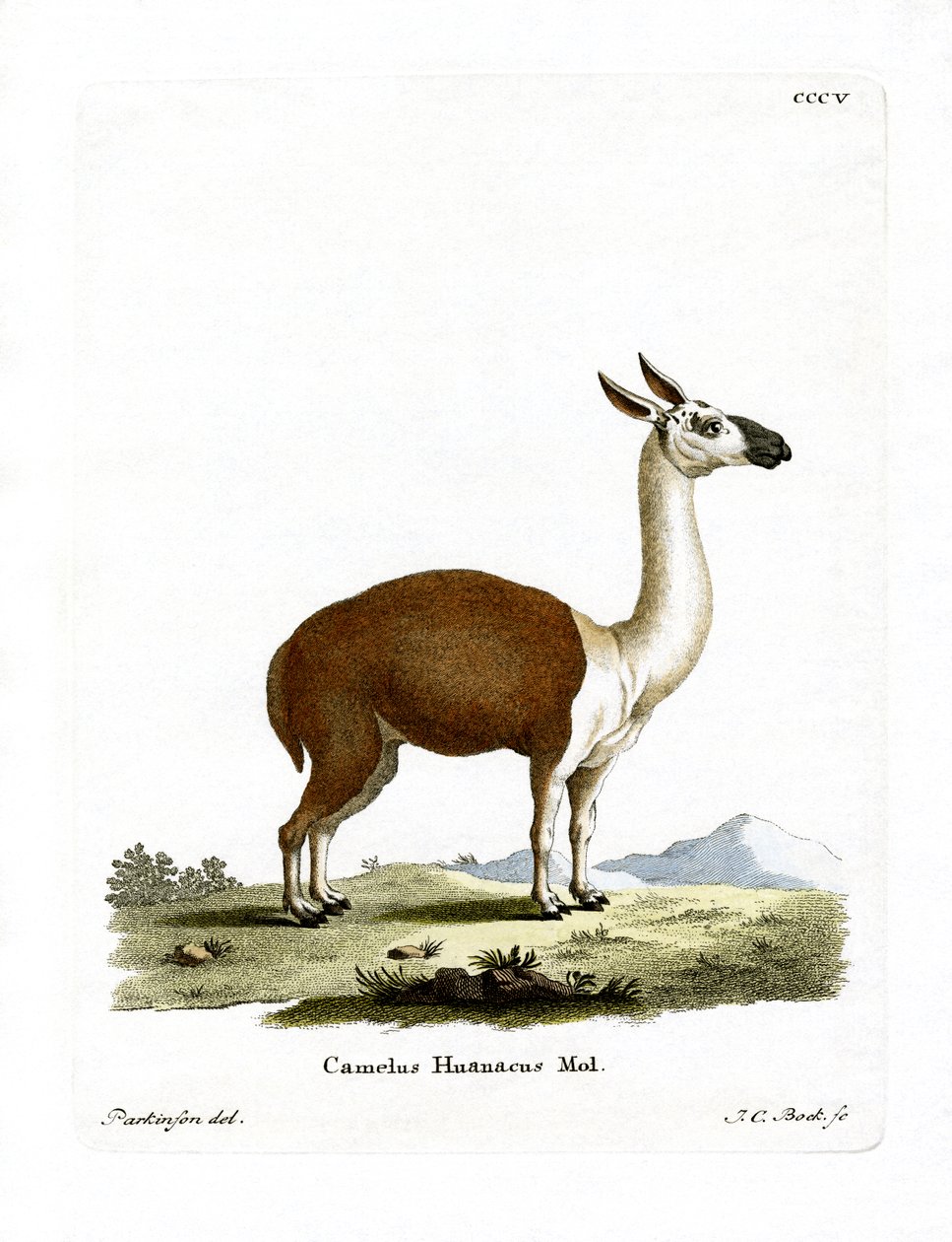 Guanaco (gravação a cores) de German School