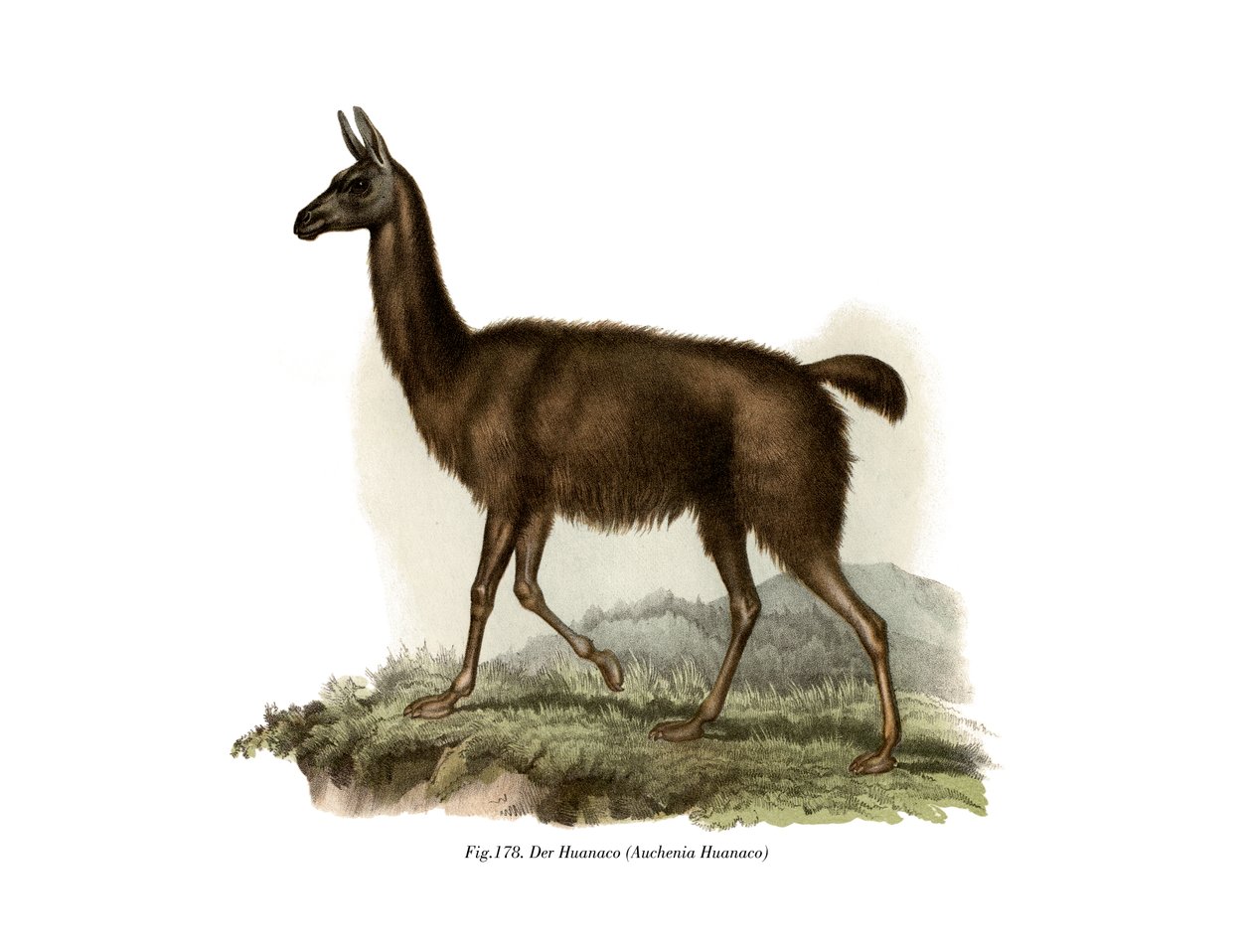 Guanaco, 1860 de German School