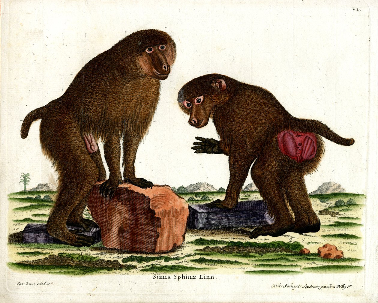 Guinea Baboon (gravura a cores) de German School
