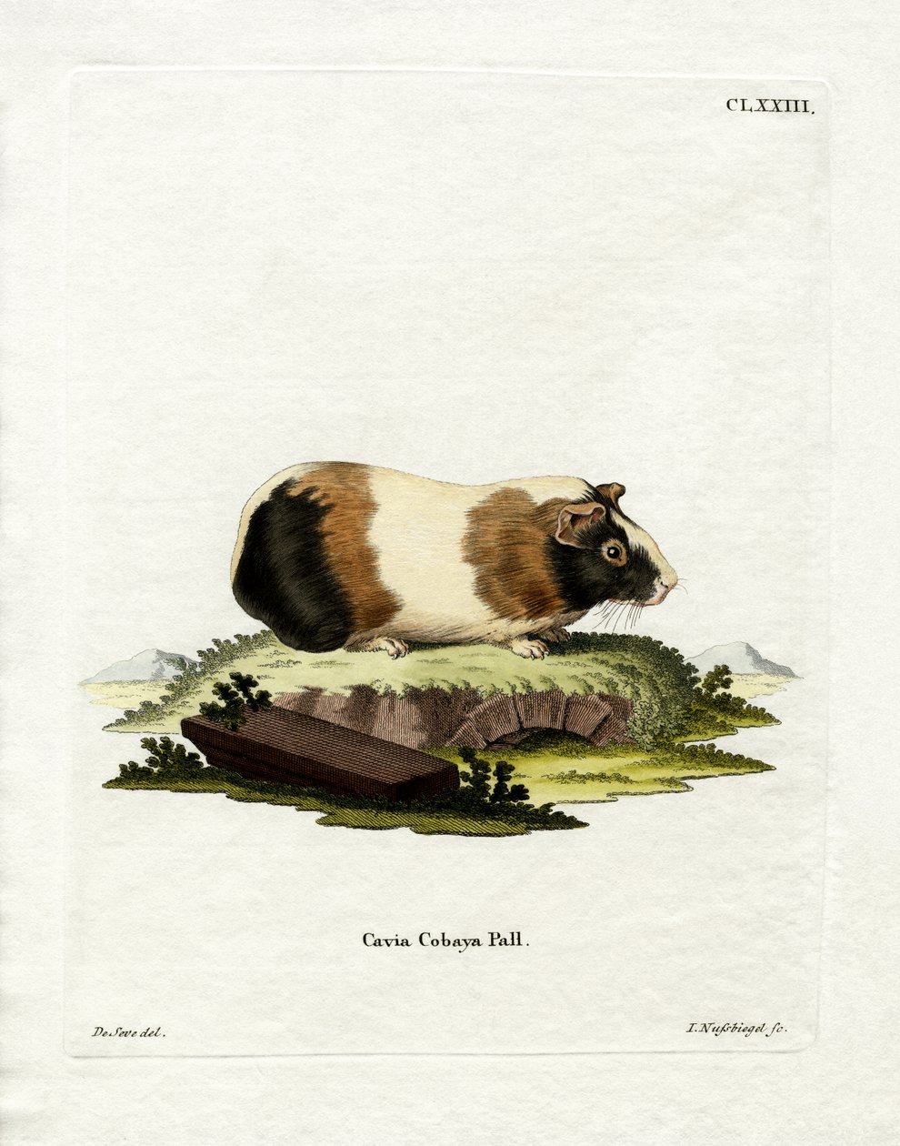 Guinea Pig (gravação a cores) de German School