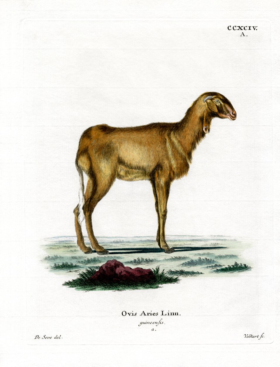 Guinea Sheep (gravura a cores) de German School