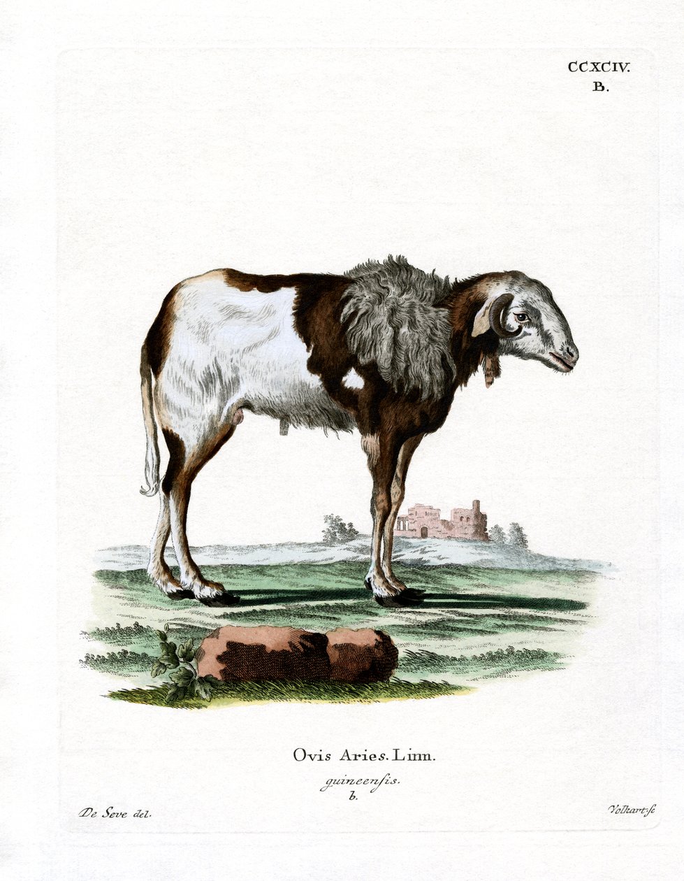 Guinea Sheep (gravura a cores) de German School