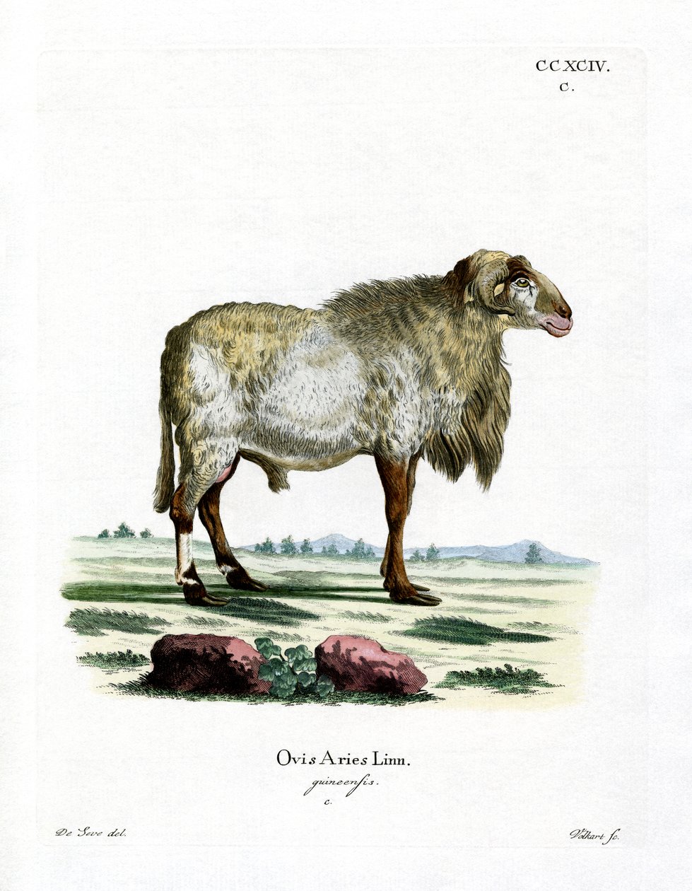 Guinea Sheep (gravura a cores) de German School