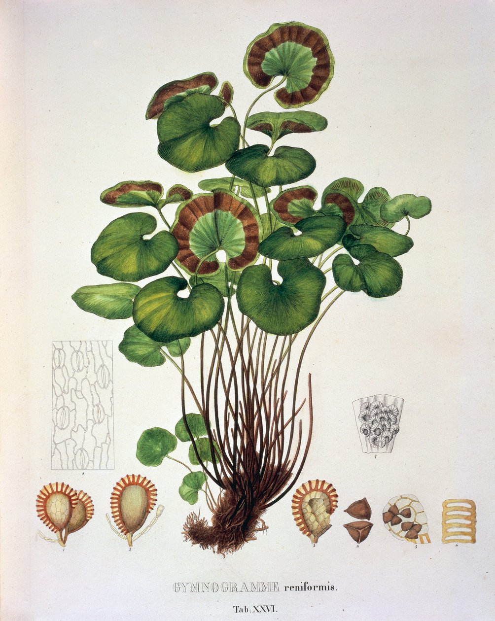 Ginograma Reniformis, tabela XXVI de 