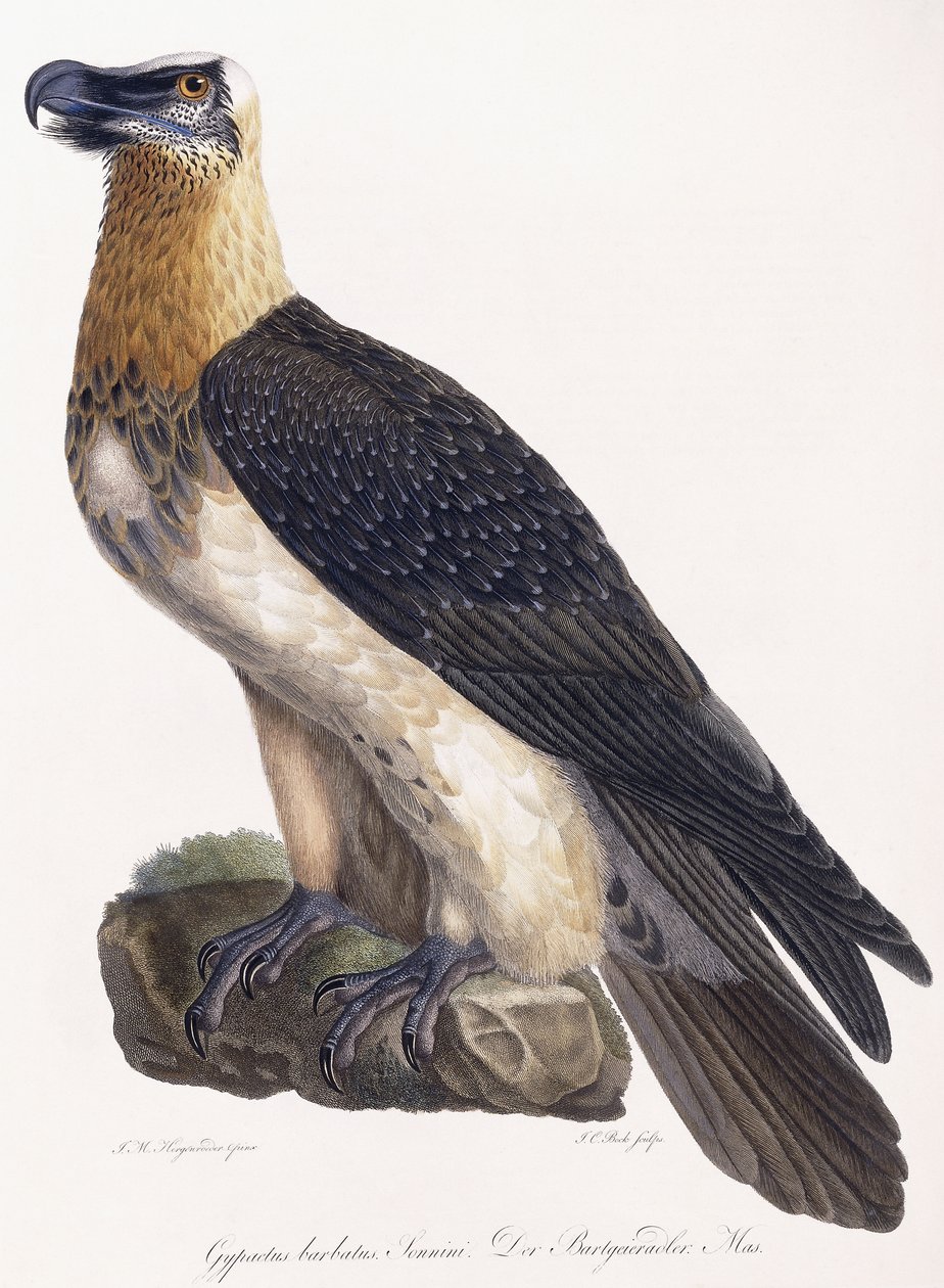 Gypaetus barbatus Sonnini de German School