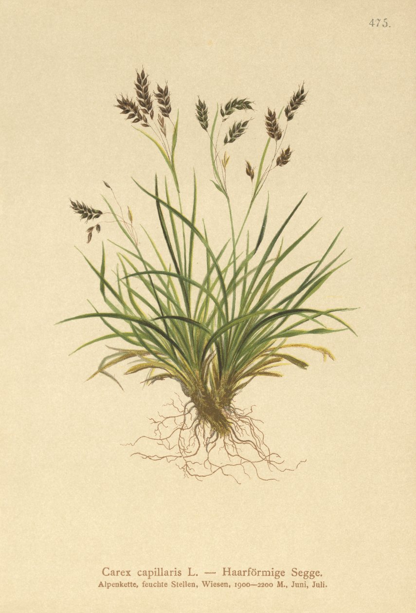 Sedge parecido com cabelo de German School
