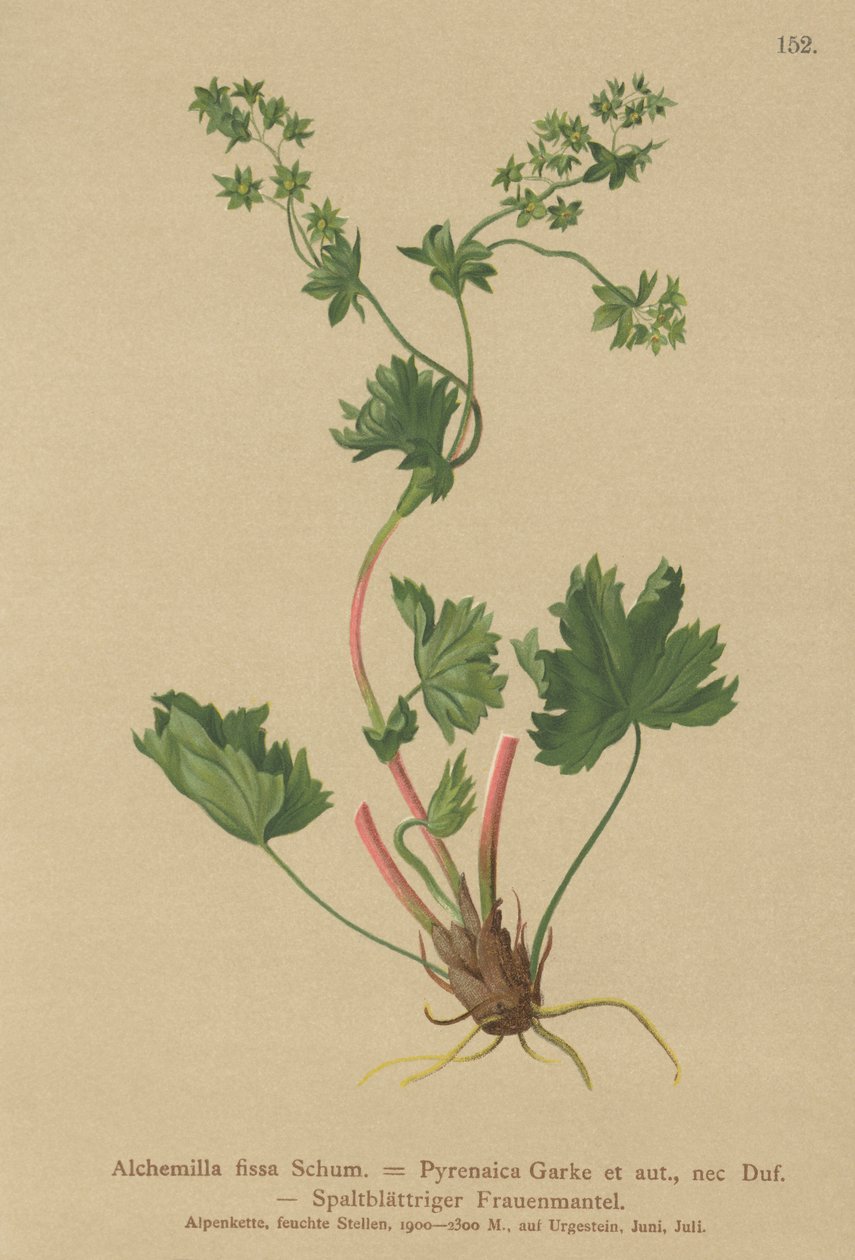 Manto Ladys sem pêlos (Alchemilla fissa, Alchemilla Pyrenaica) de German School