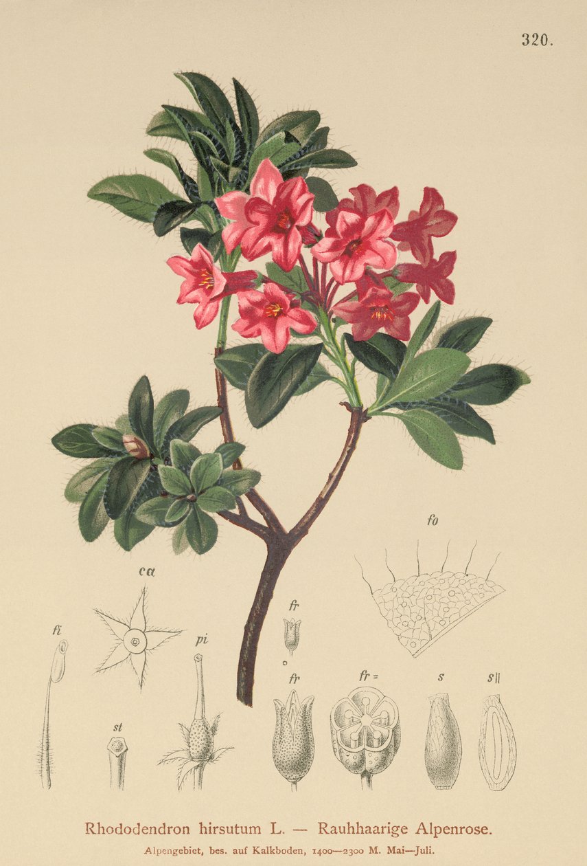 Alpenrose peludo (Rhododendron hirsutum) de German School