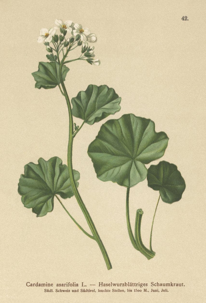 Bittercress peludo (Cardamine asarifolia) de German School