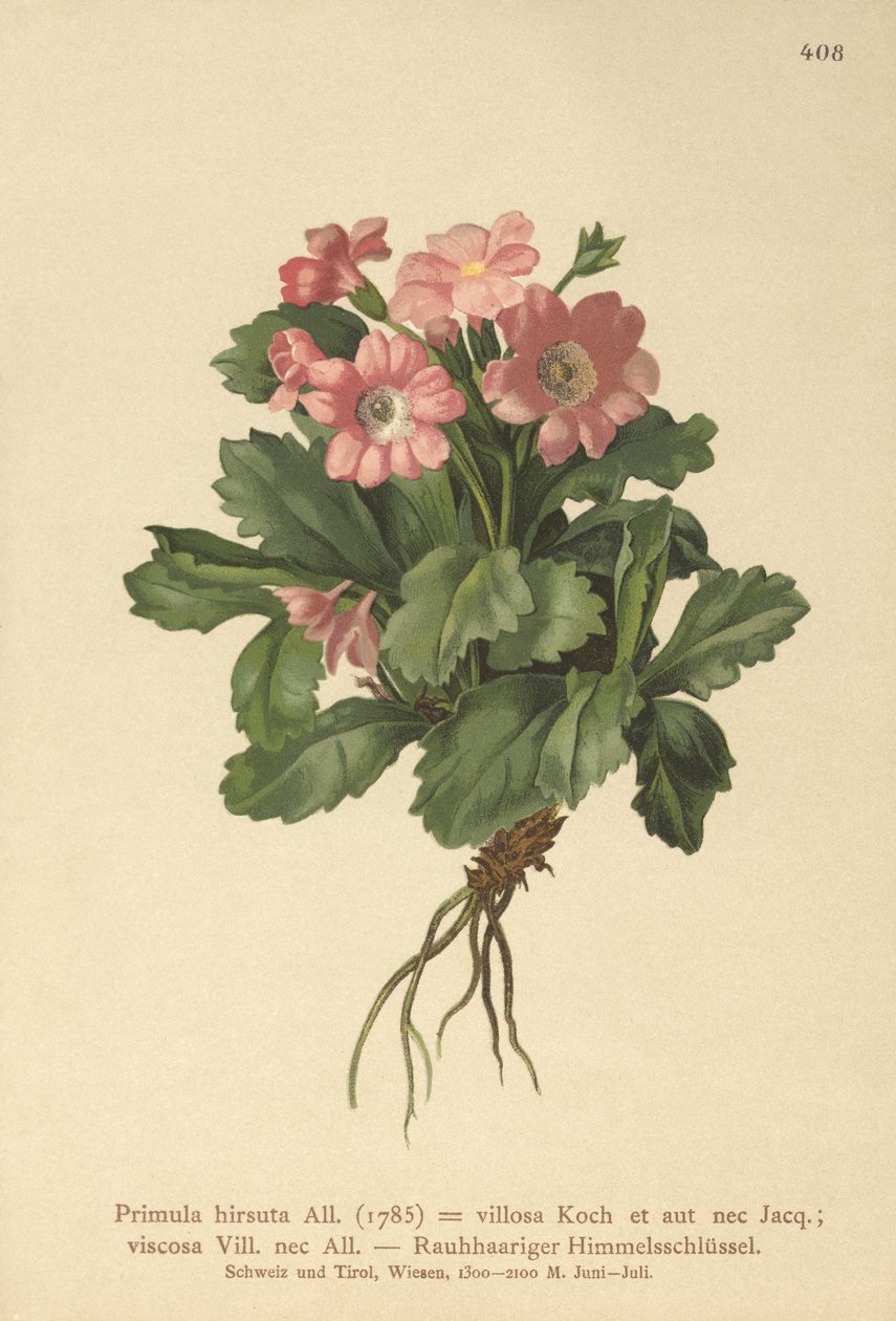 Primrose peluda (Primula hirsuta) de German School