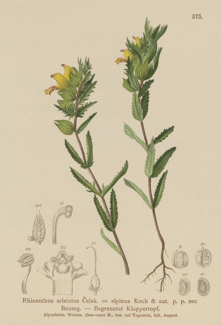 Chocalho amarelo peludo (Rhinanthus aristatus, Rhinanthus alpinus) de German School