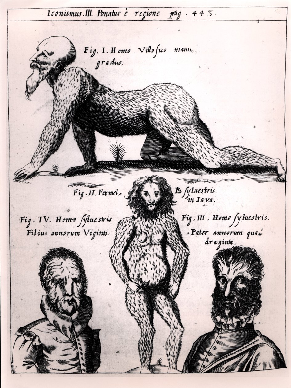 Homem peludo e homem selvagem, ilustração de Physica Curiosa por Gaspar Schott (1608-66) de German School