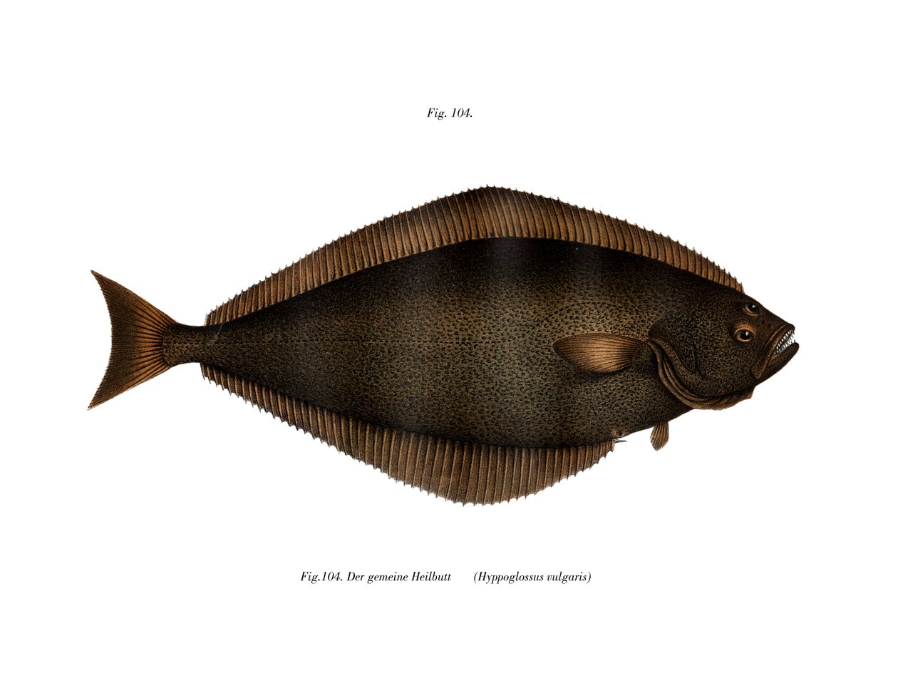 Halibut (cor litho) de German School