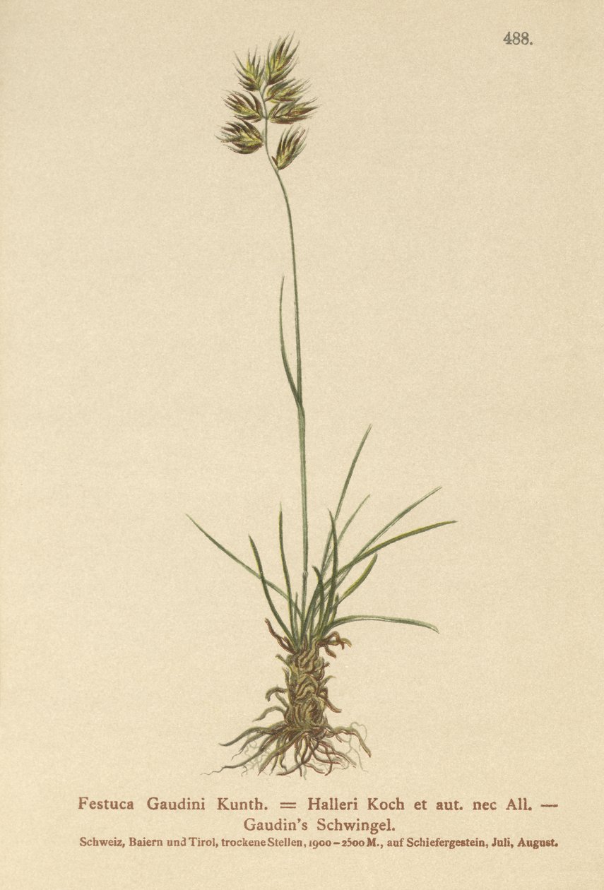 Festuca de Hallers (Festuca Gaudini, Festuca Hallerie) de German School