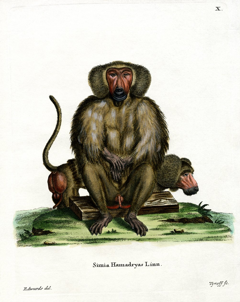 Hamadryas Baboon (gravura colorida) de German School