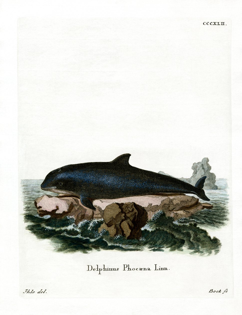 Porpoise Harbor (gravação a cores) de German School