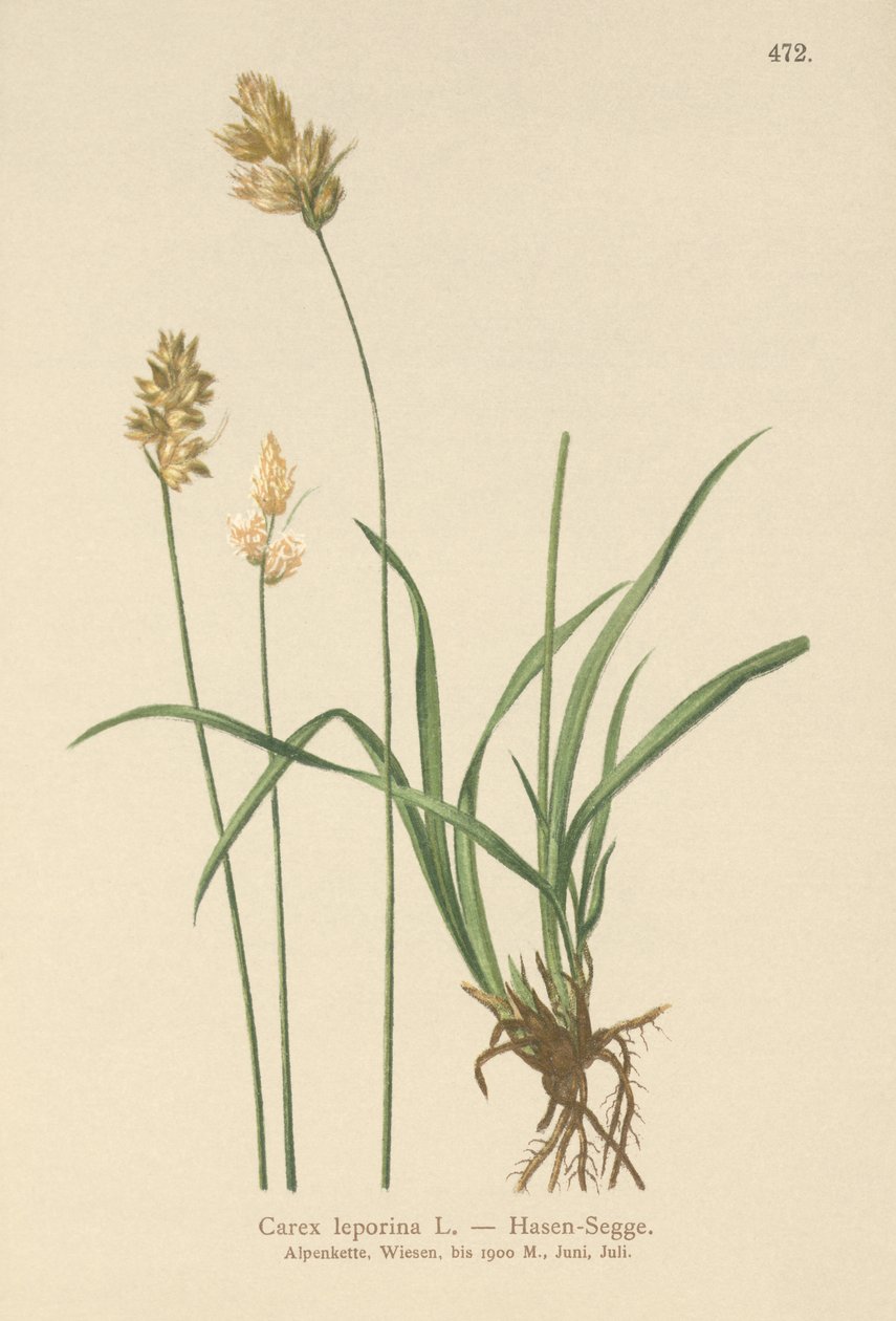 Lombo de Lebre (Carex leporina, Carex ovalis) de German School